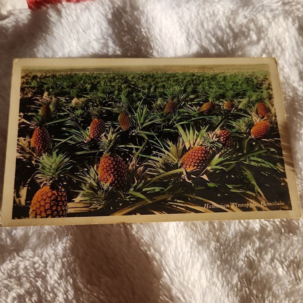 Hawaiian Pineapple Honolulu Hawaii Vintage Postcard